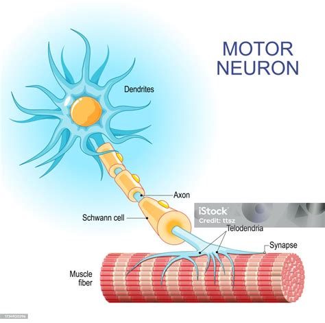 Motor Neuron Structure And Anatomy Of A Efferent Neuron Stock ...