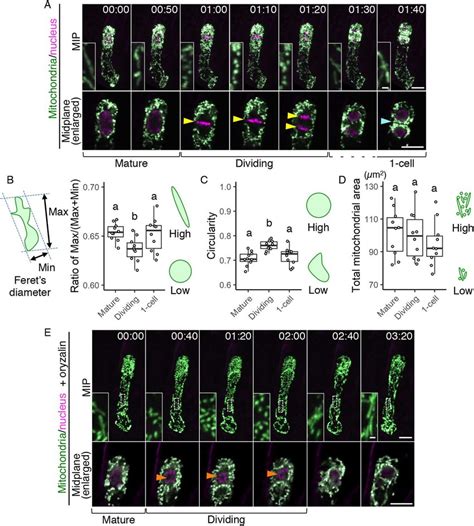 Temporary Mitochondrial Fragmentation During Zygotic Division A