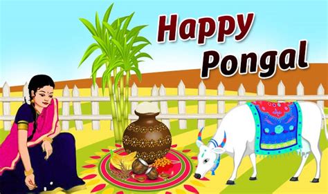 What is Kaanum Pongal? and why we are celebrating Pongal? Thai Pongal