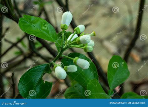 Whip Grafting Lemon Or Citrus Tree Or Grafting Lemon Tree Royalty Free