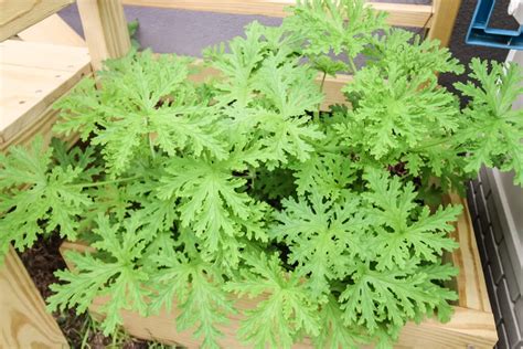 The complete citronella plant care guide - keep your plants alive