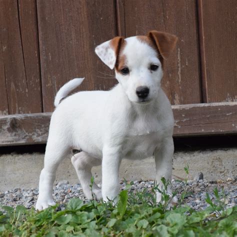 View 22 Jack Russel Welpen Von Privat Eastinssaires