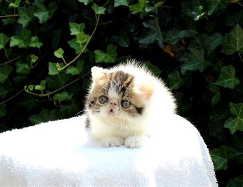 Spring 2023 Kittens Posted