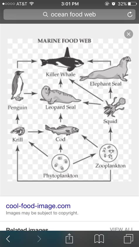 This is an example of an ocean food web. | Ocean food web, Food web ...