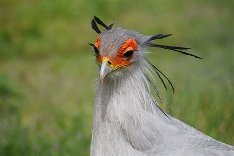 Prettiest Birds: Top 30 Most Beautiful Birds In The World