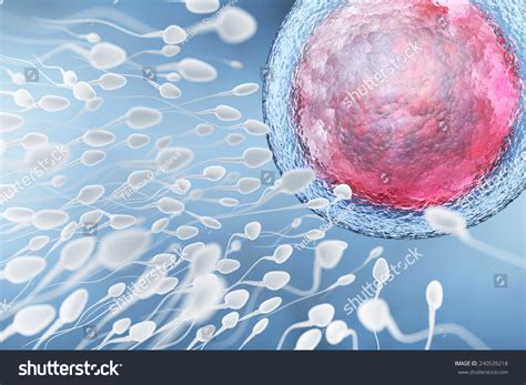 Illustration Of Sperm And Egg Cell - 240539218 : Shutterstock