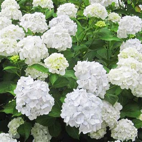 Hydrangea Macrophylla Mme Emile Mouill Re Hydrangea Plant In Cm Pot