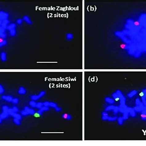 8 Fluorescence In Situ Hybridization In Date Palm A B Green 45S RDNA