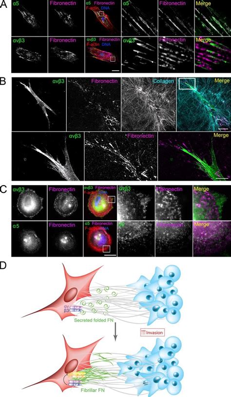 Integrin α5 and β3 are required at different stages of FN