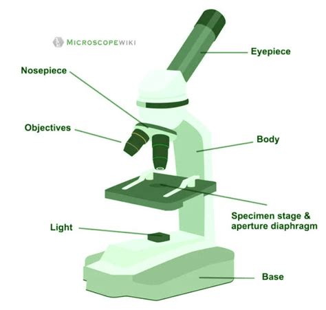 Microscope Types With Labeled Diagrams And Functions