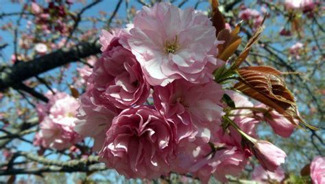 Cherry Blossom Festival – YuYuanTan Park, Beijing – You're Not From ...