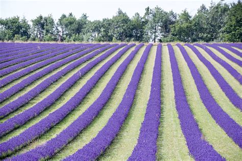 Lavender Field Flowers - Free photo on Pixabay - Pixabay