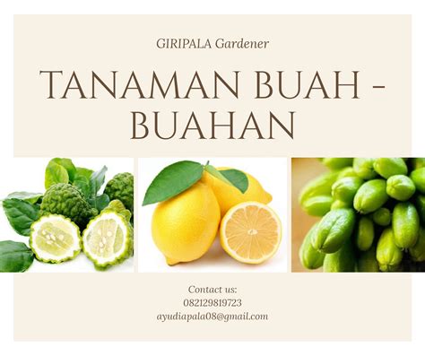 Tanaman Buah Buahan Cara Menanam Dan Memelihara Tanaman Buah