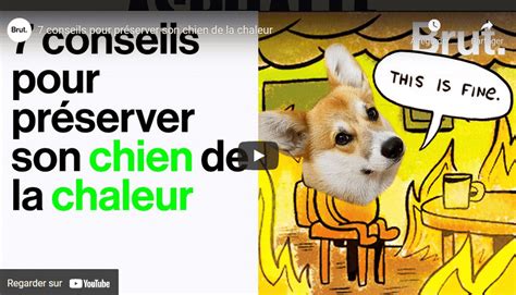 Prot Ger Son Chien De La Chaleur Goodplanet Mag