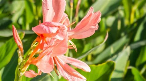 Canna Lily Varieties Different Types Of Canna Lilies