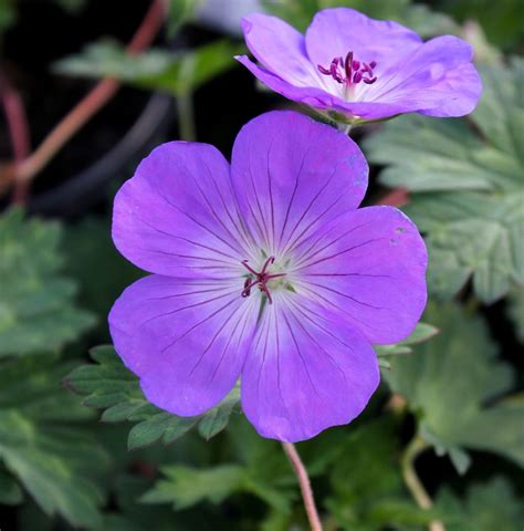 Buy Rozanne Geranium Plants Online Stadler Nurseries