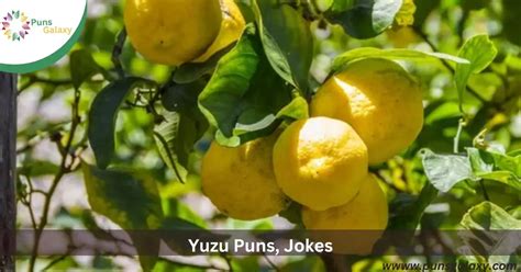 195 Yuzu Puns Jokes And One Liners