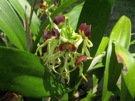 Black Orchid Of Belize Hms Henning