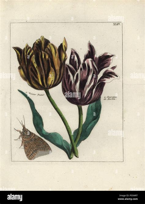 Las variedades de tulipanes Keizer Pieter y la Couronne de Berlín