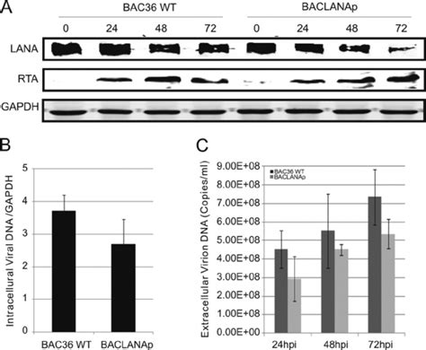 Effect Of Rbp J Site Deletion On The Lana Promoter In Kshv Lytic Life