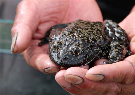 Titicaca Water Frog 101: Physical Characteristics, Habitat, Behavior ...