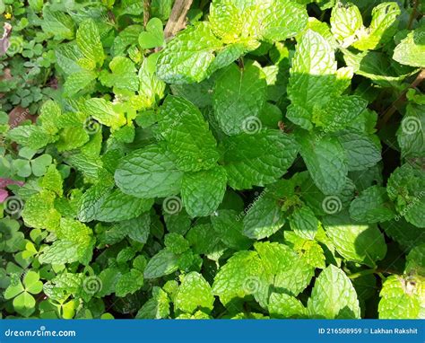 Pudina Green Leafmint Leaves Stock Image Image Of Coloure