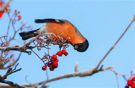 Bullfinch Ashington Neil Cairns Flickr