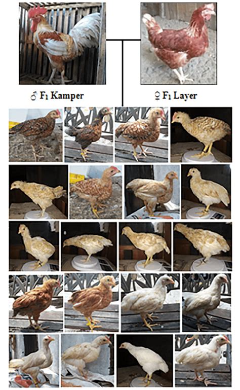 Bc 1 Kamper Chickens Phenotypic Traits A Crossbreed Of Female F 1