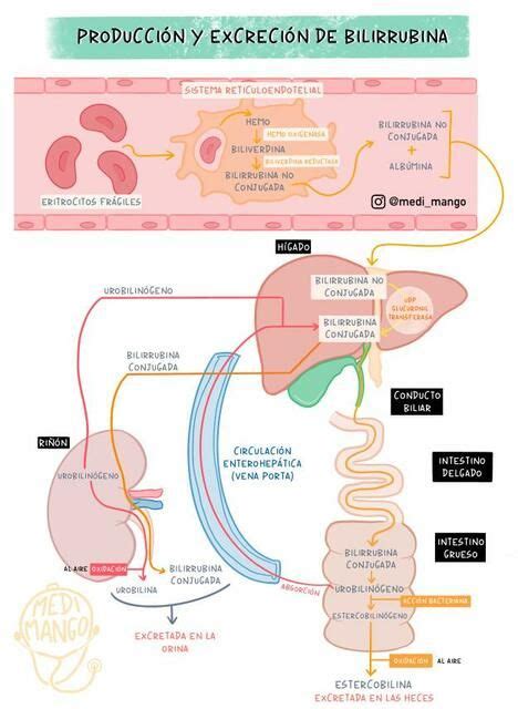 Metabolismo de la bilirrubina Función hepática MediMango uDocz en
