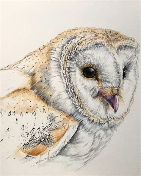 Pencil Drawing Of An Owl