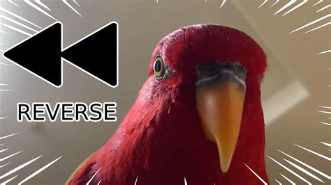 Red Bird Meme But Its In Reverse Youtube