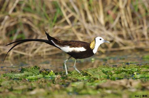 Pheasant Tailed Jacana Pentax User Photo Gallery