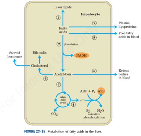 Chapter 6 Metabolism Flashcards Quizlet