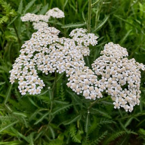 White Yarrow Achillea Millefolium Native Plants Of Georgia