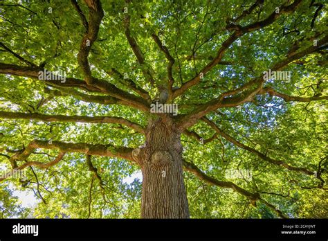 English Oak Quercus Robur Hi Res Stock Photography And Images Alamy