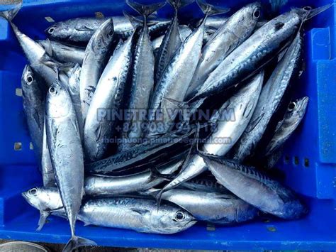 Frozen Bullet Tuna Pinetree Vietnam Seafood Exporter Sale