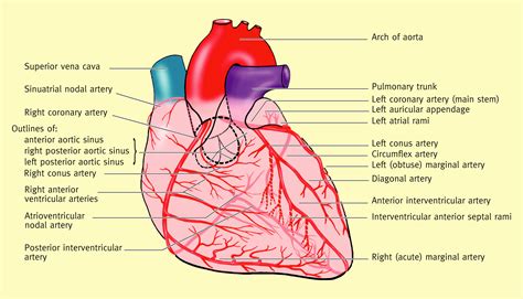Anatomy of the heart - Surgery - Oxford International Edition