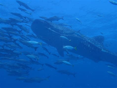 Requin-Baleine - Big Blue Diving Khao Lak