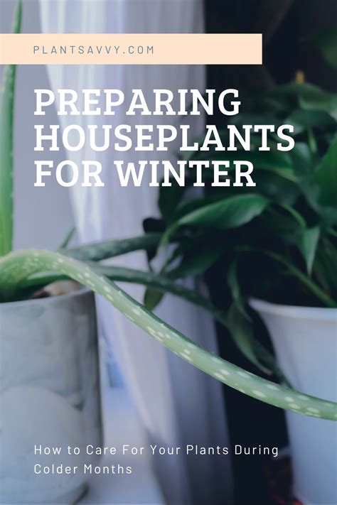 Preparing Houseplants For Winter How To Care For Your Plants During