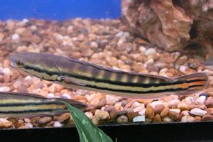 Red Snakehead (Channa micropeltes) - The Free Freshwater and Saltwater ...