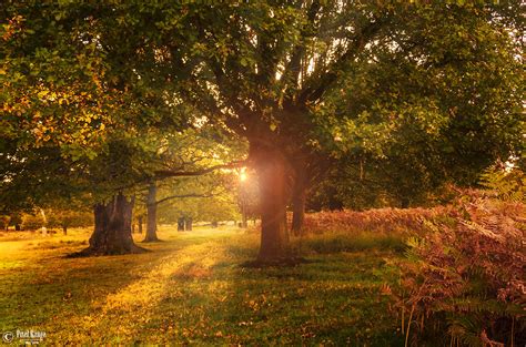 Autumn Sunset A Sunset Shot Taken In Richmond Park London Sanjay