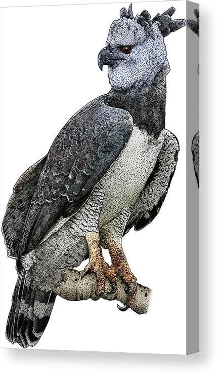 Harpy Eagle Print Out