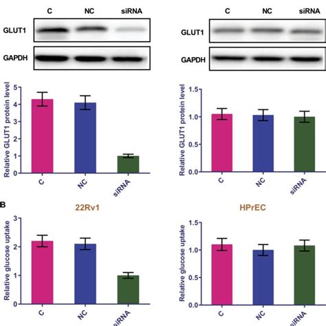 Lncrna Snhg Sirna Silencing Inhibited Glut Protein Expression And