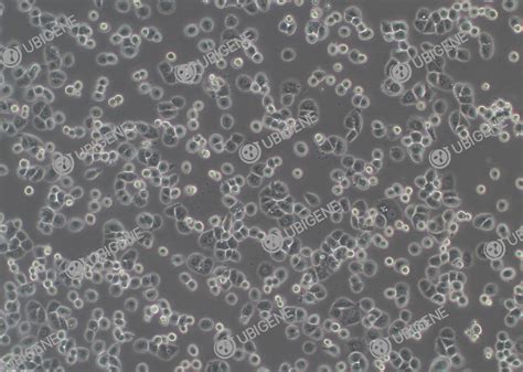 Mda Mb Cell Line Ubigene