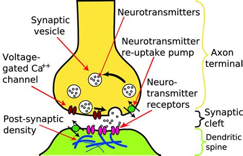 Synaptic Cleft Diagram