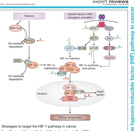 Hif Signaling Pathway