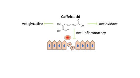 Nutrients Free Full Text Caffeic Acid Modulates Processes