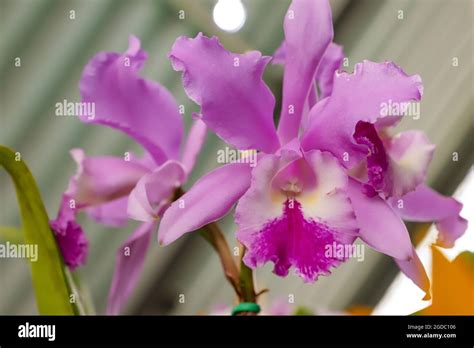 Cattleya Labiata Orchid Flower With Center Focus And Rest Of Image