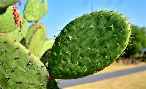 México Promoverá El Cultivo Y Beneficios Del Nopal En El Mundo