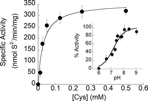 Activity Profile Of Nifz Cysteine Desulfurase Substrate Saturation